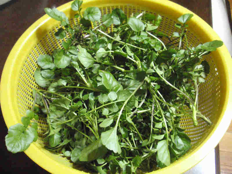 f:id:chuumeikun:20180210004344j:plain f:id:chuumeikun:20180210004344j:plain