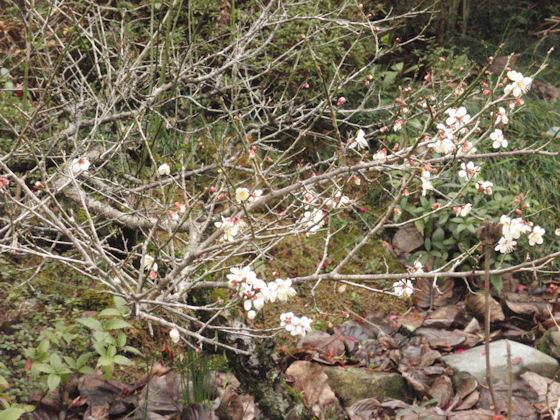 f:id:chuumeikun:20180301230312j:plain f:id:chuumeikun:20180301230312j:plain