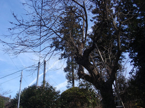 f:id:chuumeikun:20180304193634j:plain