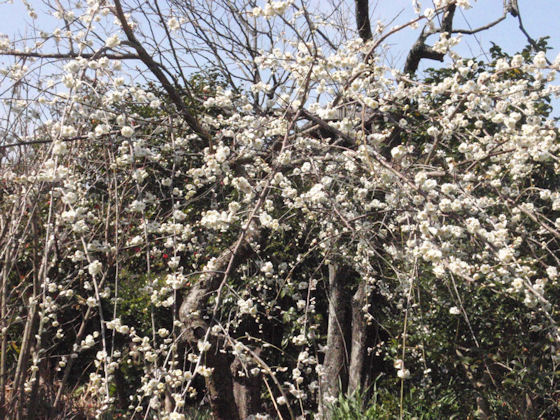 f:id:chuumeikun:20180312145848j:plain