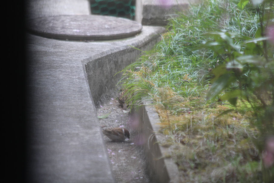 f:id:chuumeikun:20180319002122j:plain