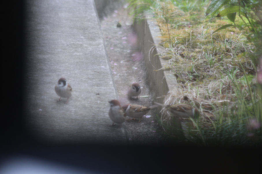 f:id:chuumeikun:20180319002138j:plain