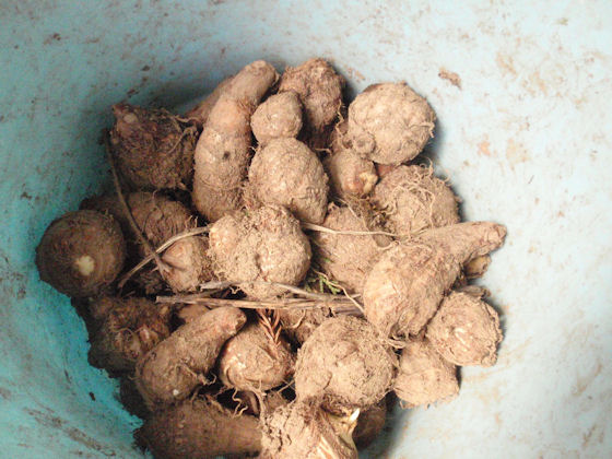 f:id:chuumeikun:20180319002152j:plain