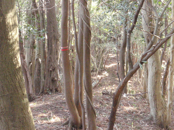 f:id:chuumeikun:20180322021723j:plain