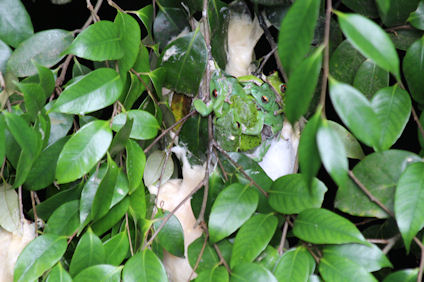 f:id:chuumeikun:20180327184937j:plain