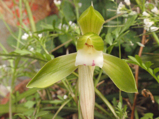 f:id:chuumeikun:20180328163000j:plain f:id:chuumeikun:20180328163000j:plain