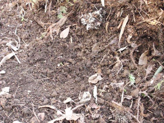 f:id:chuumeikun:20180328163920j:plain f:id:chuumeikun:20180328163920j:plain