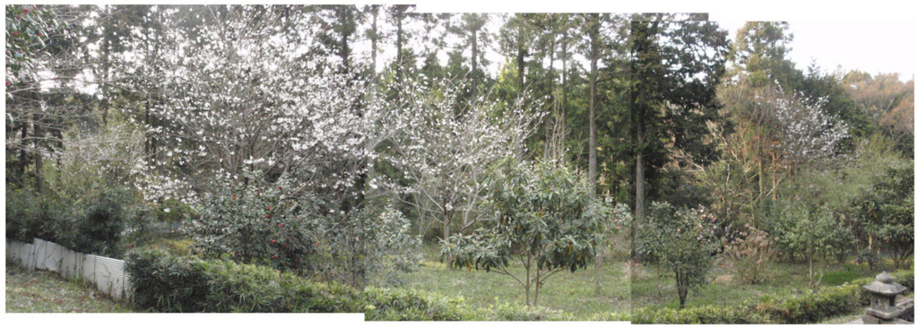 f:id:chuumeikun:20180329184110j:plain