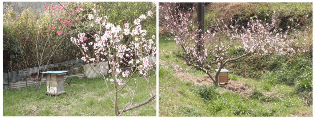 f:id:chuumeikun:20180329184312j:plain