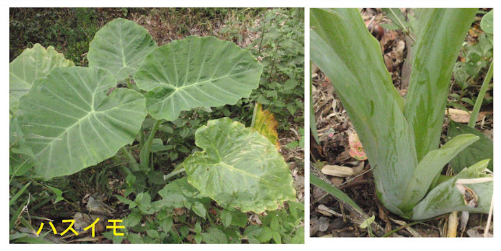 f:id:chuumeikun:20180414165025j:plain f:id:chuumeikun:20180414165025j:plain