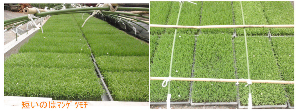 f:id:chuumeikun:20180424052729j:plain