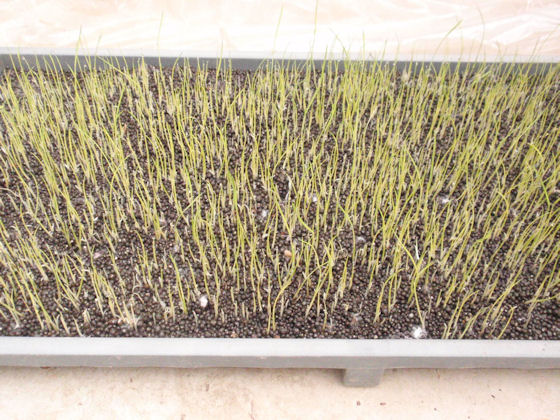 f:id:chuumeikun:20180424052952j:plain