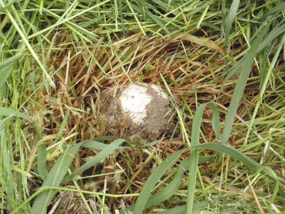 f:id:chuumeikun:20180428212834j:plain