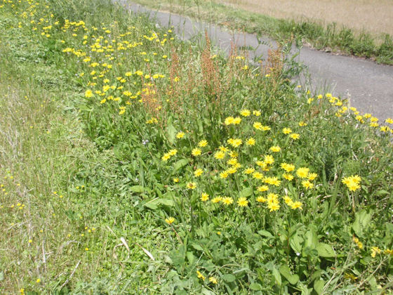 f:id:chuumeikun:20180428213134j:plain