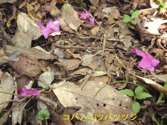 f:id:chuumeikun:20180430133155j:plain f:id:chuumeikun:20180430133155j:plain