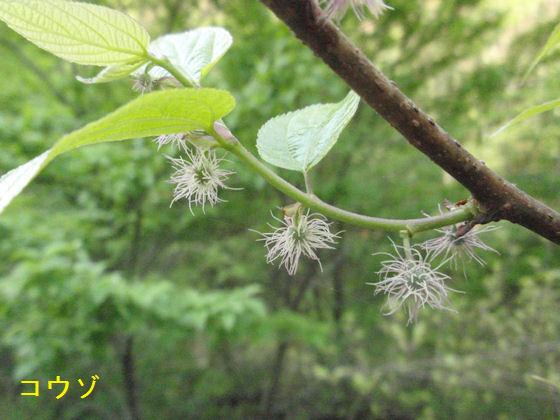 f:id:chuumeikun:20180430133210j:plain f:id:chuumeikun:20180430133210j:plain