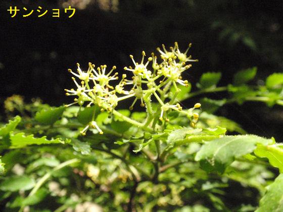 f:id:chuumeikun:20180430133224j:plain f:id:chuumeikun:20180430133224j:plain