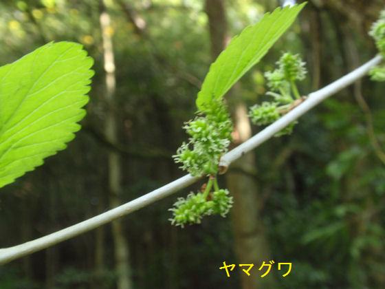 f:id:chuumeikun:20180430133239j:plain f:id:chuumeikun:20180430133239j:plain