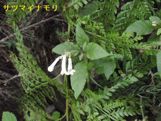 f:id:chuumeikun:20180430133254j:plain f:id:chuumeikun:20180430133254j:plain