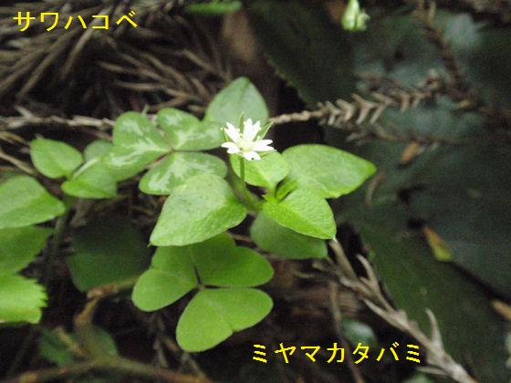 f:id:chuumeikun:20180430133307j:plain f:id:chuumeikun:20180430133307j:plain