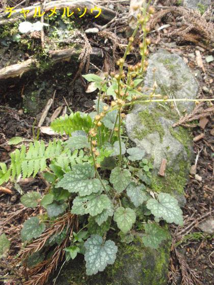 f:id:chuumeikun:20180430133324j:plain f:id:chuumeikun:20180430133324j:plain