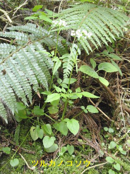 f:id:chuumeikun:20180430133340j:plain f:id:chuumeikun:20180430133340j:plain