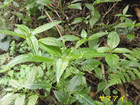 f:id:chuumeikun:20180430133404j:plain f:id:chuumeikun:20180430133404j:plain