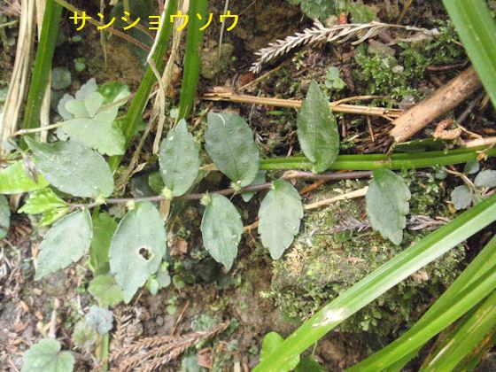 f:id:chuumeikun:20180430133442j:plain f:id:chuumeikun:20180430133442j:plain