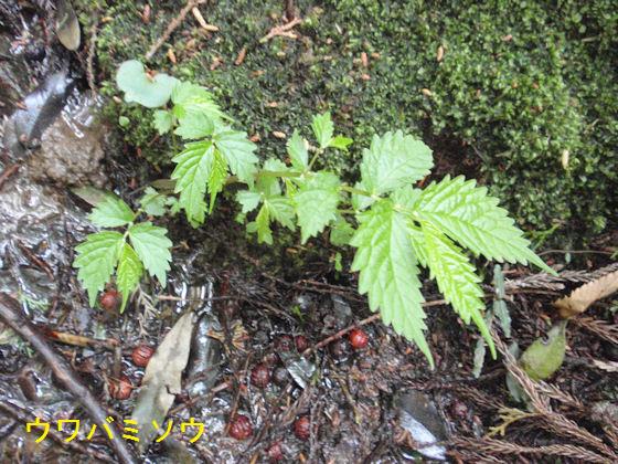 f:id:chuumeikun:20180430133501j:plain f:id:chuumeikun:20180430133501j:plain