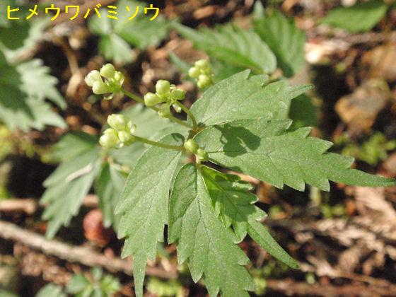 f:id:chuumeikun:20180430133520j:plain f:id:chuumeikun:20180430133520j:plain