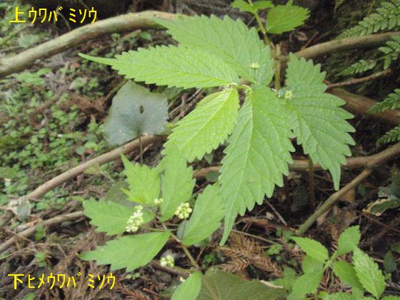 f:id:chuumeikun:20180430133539j:plain f:id:chuumeikun:20180430133539j:plain