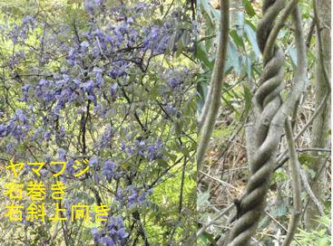 f:id:chuumeikun:20180501061025j:plain f:id:chuumeikun:20180501061025j:plain