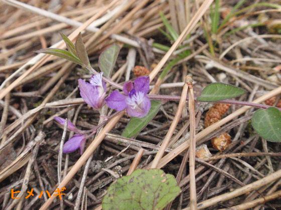 f:id:chuumeikun:20180513004449j:plain