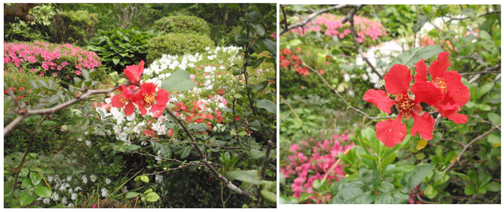 f:id:chuumeikun:20180531200205j:plain f:id:chuumeikun:20180531200205j:plain