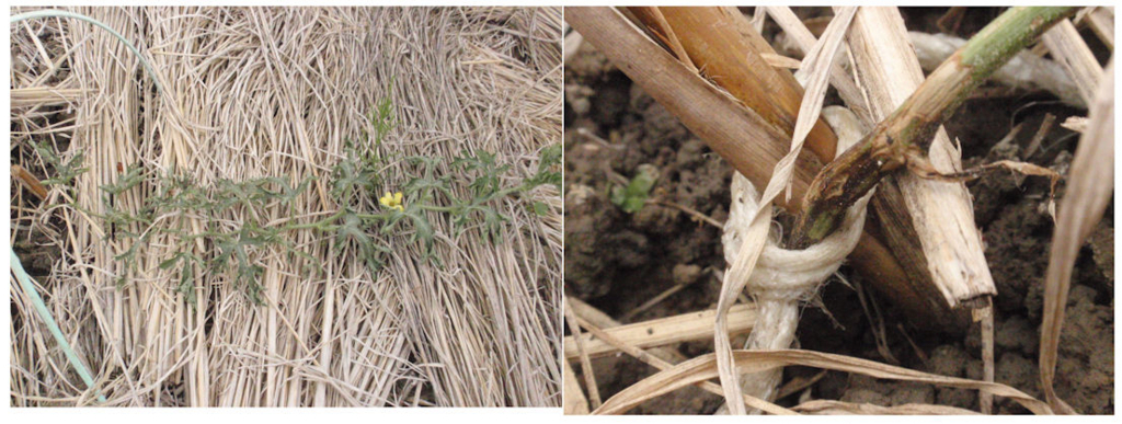 f:id:chuumeikun:20180531200502j:plain f:id:chuumeikun:20180531200502j:plain