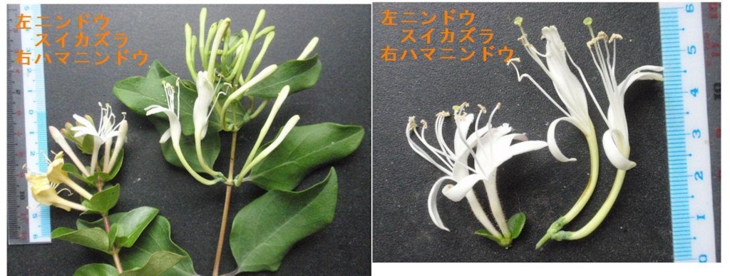 f:id:chuumeikun:20180603203900j:plain