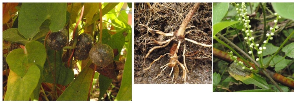 f:id:chuumeikun:20180722202336j:plain f:id:chuumeikun:20180722202336j:plain