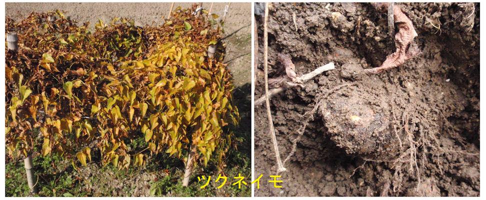 f:id:chuumeikun:20180722202419j:plain f:id:chuumeikun:20180722202419j:plain