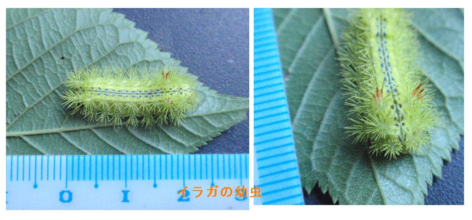 f:id:chuumeikun:20180723204458j:plain f:id:chuumeikun:20180723204458j:plain