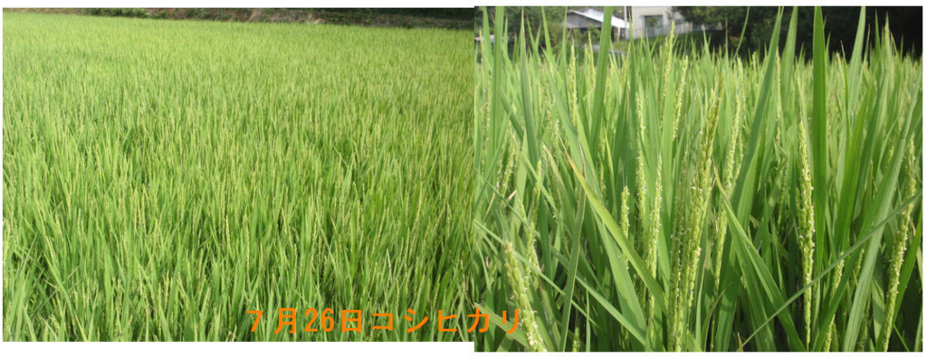 f:id:chuumeikun:20180726205059j:plain f:id:chuumeikun:20180726205059j:plain