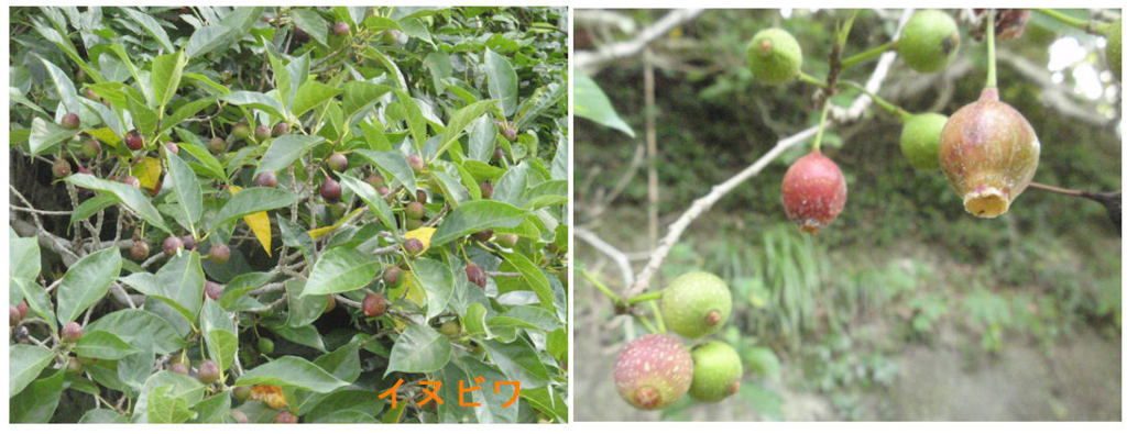 f:id:chuumeikun:20180726205214j:plain f:id:chuumeikun:20180726205214j:plain