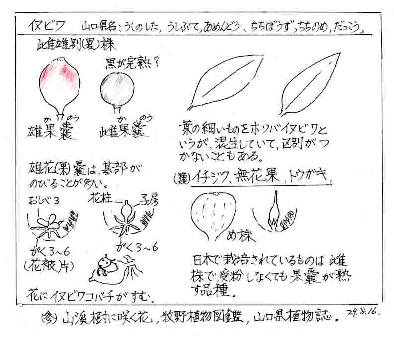 f:id:chuumeikun:20180726205232j:plain f:id:chuumeikun:20180726205232j:plain