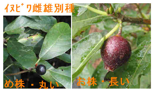 f:id:chuumeikun:20180726205249j:plain f:id:chuumeikun:20180726205249j:plain