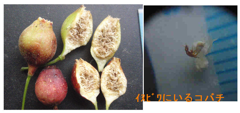 f:id:chuumeikun:20180726205307j:plain f:id:chuumeikun:20180726205307j:plain