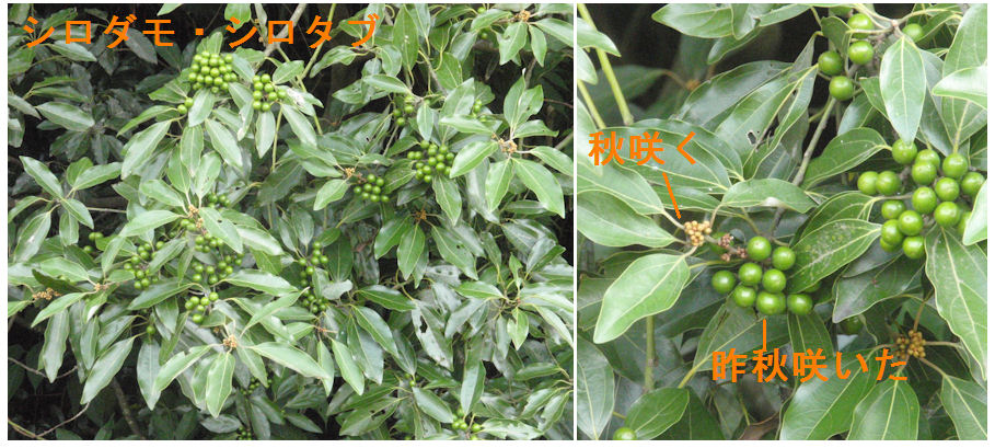 f:id:chuumeikun:20180726205323j:plain f:id:chuumeikun:20180726205323j:plain