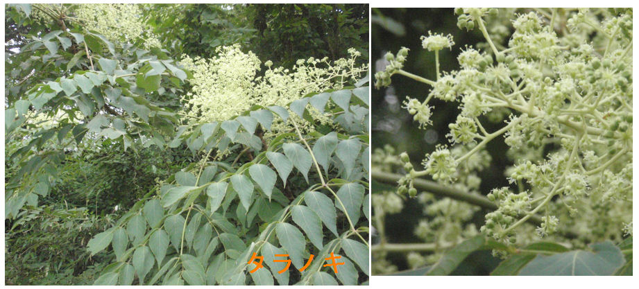 f:id:chuumeikun:20180726205337j:plain f:id:chuumeikun:20180726205337j:plain