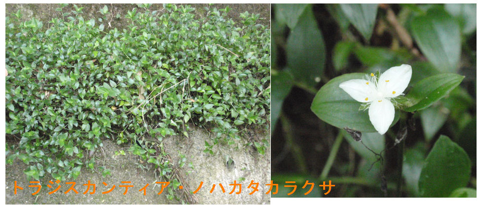 f:id:chuumeikun:20180726205414j:plain f:id:chuumeikun:20180726205414j:plain