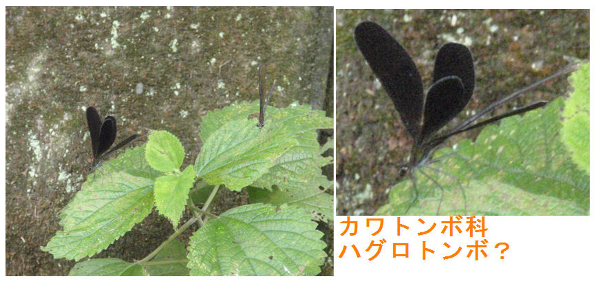 f:id:chuumeikun:20180726205441j:plain f:id:chuumeikun:20180726205441j:plain