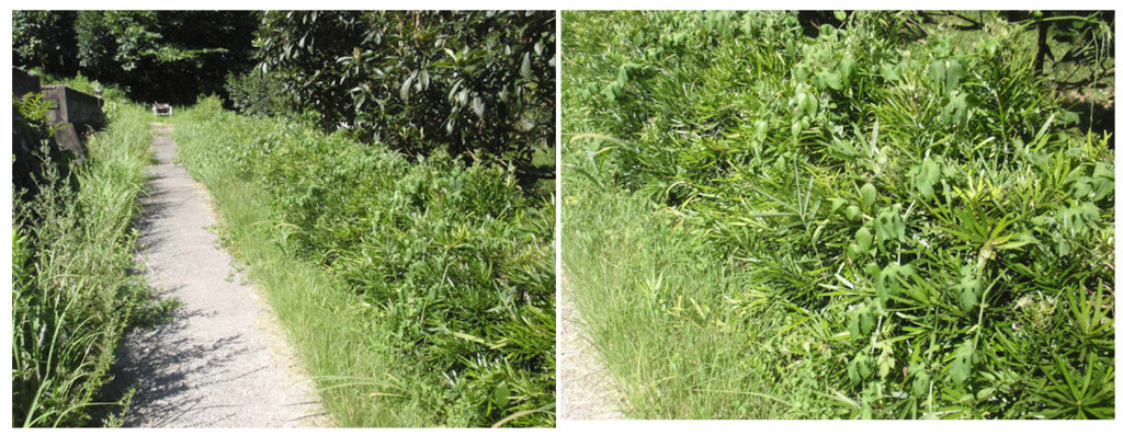 f:id:chuumeikun:20180728183343j:plain