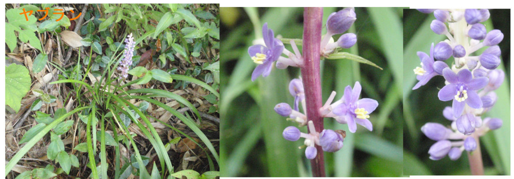 f:id:chuumeikun:20180730223928j:plain